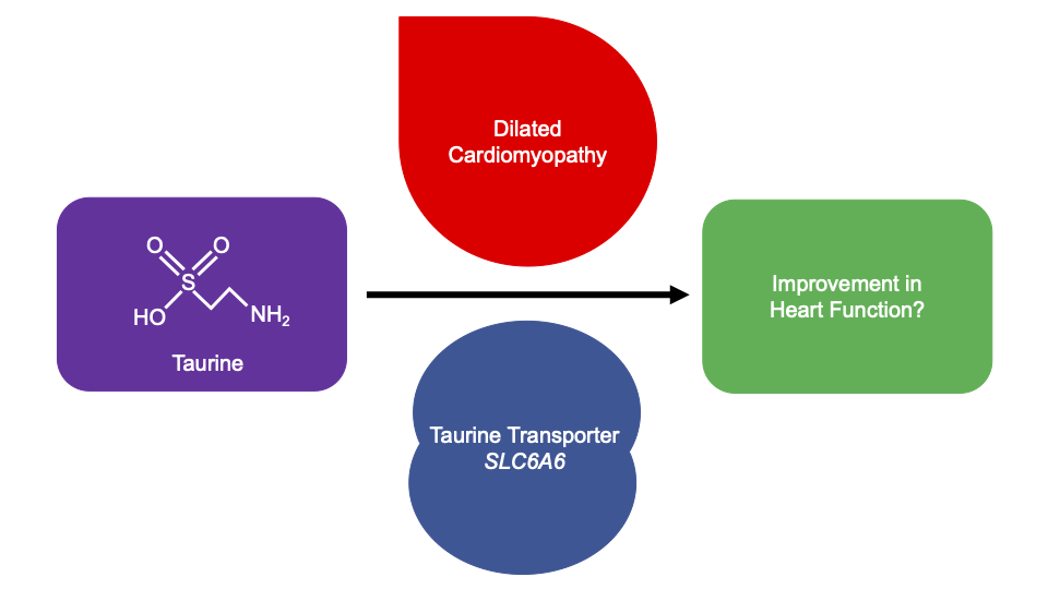 Taurine deficient outlet cardiomyopathy in dogs